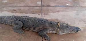 Tamaulipas encabeza reportes en el país por cocodrilos fuera de su hábitat