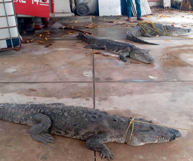 Tamaulipas encabeza reportes en el país por cocodrilos fuera de su hábitat Tamaulipas encabeza reportes en el país por cocodrilos fuera de su hábitat