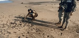 Rescatan más de seis mil huevos de tortuga marina