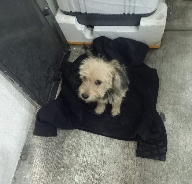 Perrito se reúne con su familia después de quedar solo tras choque en Tamaulipas Perrito se reúne con su familia después de quedar solo tras choque en Tamaulipas