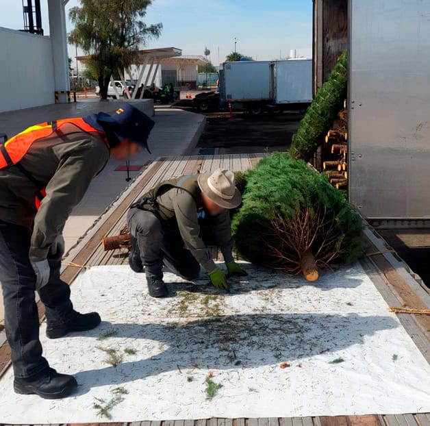 Profepa revisa árboles de Navidad en cruces de Reynosa y Nuevo Laredo Profepa revisa árboles de Navidad en cruces de Reynosa y Nuevo Laredo