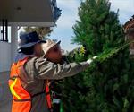 Profepa revisa árboles de Navidad en cruces de Reynosa y Nuevo Laredo
