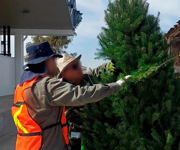 Profepa revisa árboles de Navidad en cruces de Reynosa y Nuevo Laredo Profepa revisa árboles de Navidad en cruces de Reynosa y Nuevo Laredo