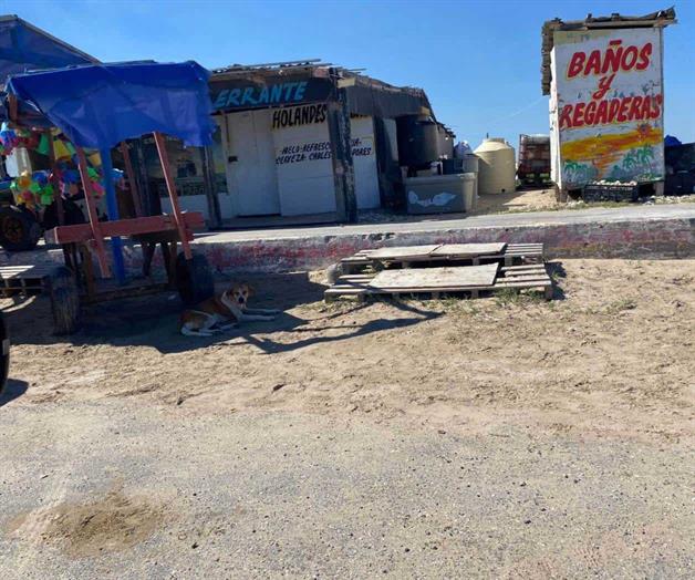 Inicia campaña de esterilización Inicia campaña de esterilización