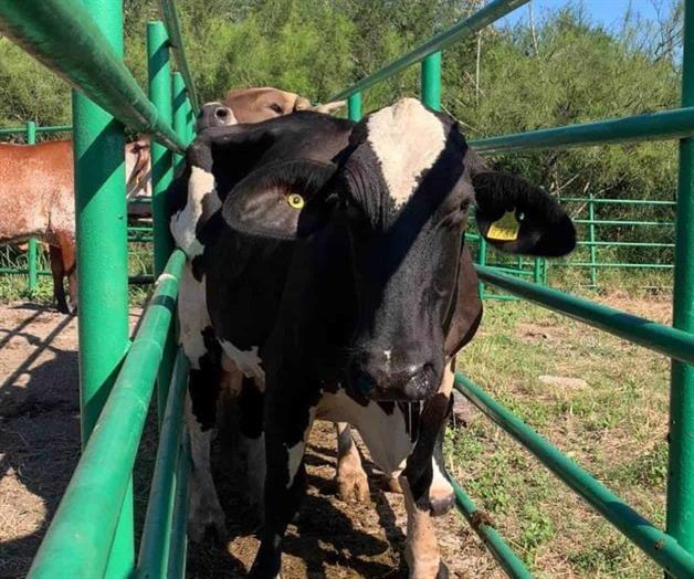 En marcha reproducción asistida para ganado lechero en Tamaulipas