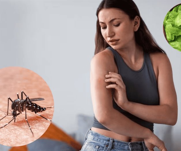 Cómo preparar repelente de mosquitos con menta Cómo preparar repelente de mosquitos con menta