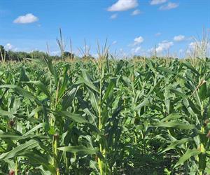 Esperan buena cosecha de maíz, frijol y sorgo pese a las plagas
