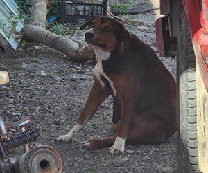 Piden proteger a mascotas  de las bajas temperaturas