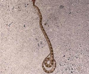 Incursionan serpientes  en colonias de periferia