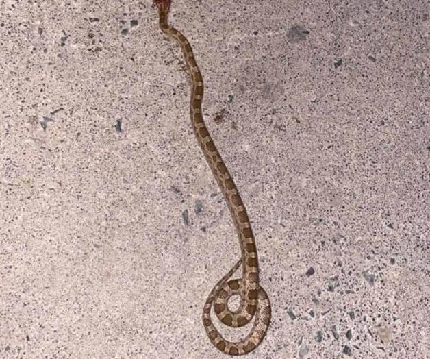 Incursionan serpientes en colonias de periferia Incursionan serpientes en colonias de periferia