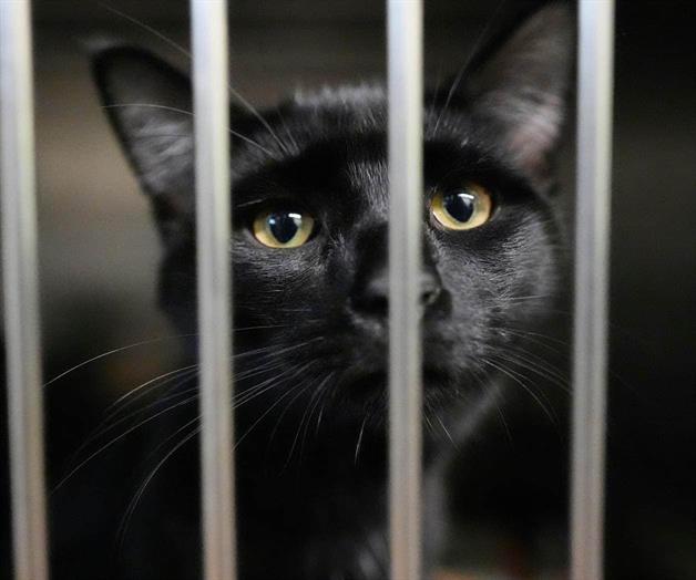 Preocupa a familias beneficiarias del SNAP el alimento para sus mascotas Preocupa a familias beneficiarias del SNAP el alimento para sus mascotas