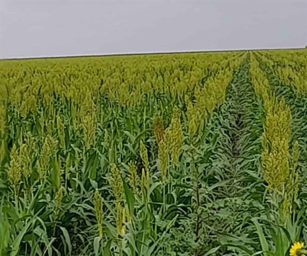 Explicará Conagua la Ley y Reforma de Aguas Explicará Conagua la Ley y Reforma de Aguas