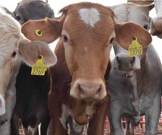 Frontera seguirá cerrada al ganado Frontera seguirá cerrada al ganado