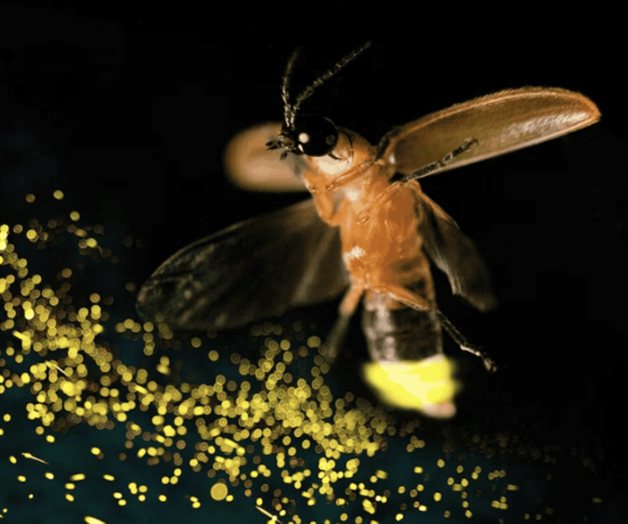 ¿Por qué las luciérnagas están en peligro de extinción?