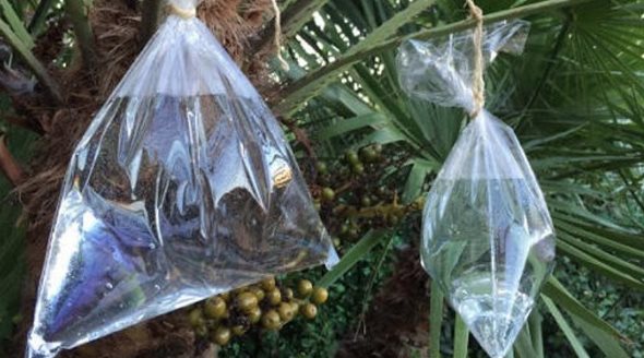 El método para ahuyentar las moscas de la casa y el jardín El método para ahuyentar las moscas de la casa y el jardín