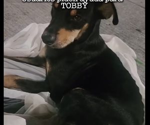 Piden ayuda para Tobby