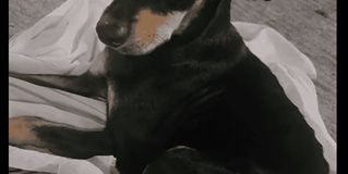 Piden ayuda para Tobby Piden ayuda para Tobby