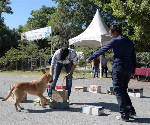 A partir de 2026, detectarán gusano barrenador con binomios caninos en Tamaulipas