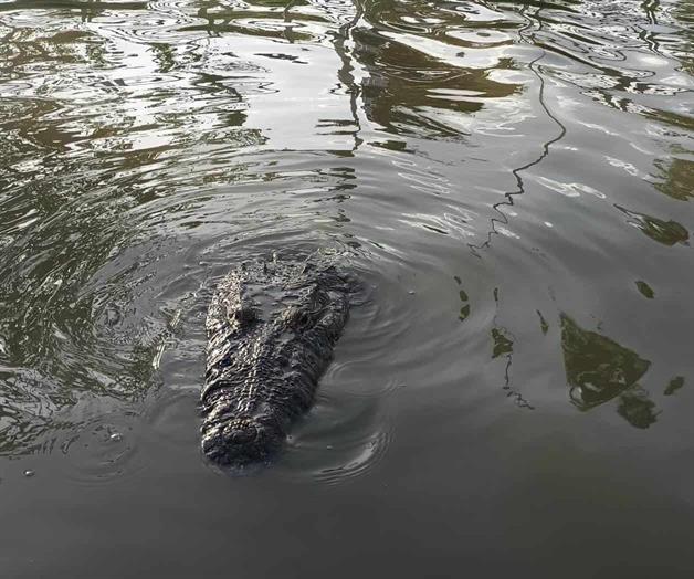 Avanza censo de cocodrilos Avanza censo de cocodrilos