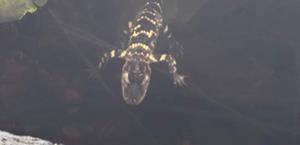 Rescatan a caimán en el río Charles de Boston tras avistamientos