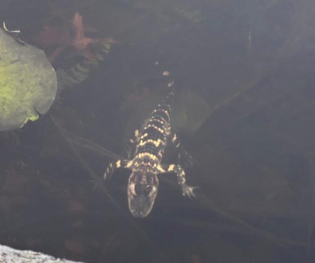 Rescatan a caimán en el río Charles de Boston tras avistamientos Rescatan a caimán en el río Charles de Boston tras avistamientos