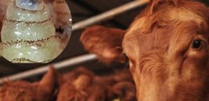 Planta de moscas estériles contra gusano barrenador estará en 2026