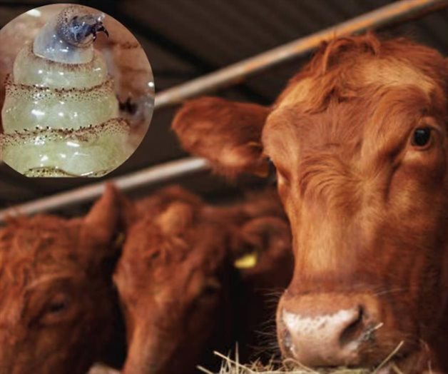 Planta de moscas estériles contra gusano barrenador estará en 2026 Planta de moscas estériles contra gusano barrenador estará en 2026