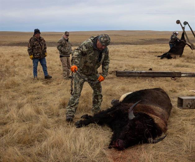 Tribus que restauraron poblaciones de bisontes sacrifican algunos por cierre de gobierno de EEUU Tribus que restauraron poblaciones de bisontes sacrifican algunos por cierre de gobierno de EEUU
