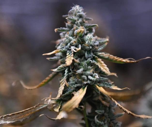 Industria del cáñamo se enfrenta a la ruina Industria del cáñamo se enfrenta a la ruina