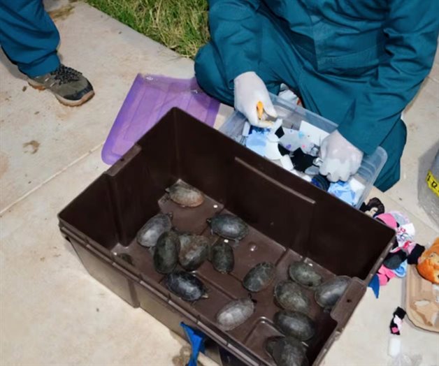 Rescatan a 774 tortugas traficadas como cosméticos Rescatan a 774 tortugas traficadas como cosméticos