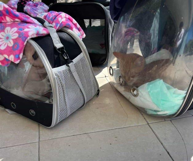 Invitan a esterilizar mascotas en Río Bravo Invitan a esterilizar mascotas en Río Bravo