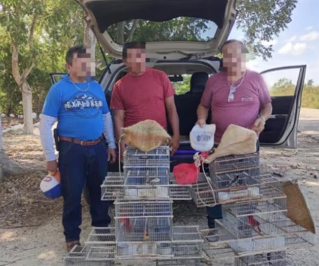 Detienen a tres hombres por transportar aves en peligro en Yucatán Detienen a tres hombres por transportar aves en peligro en Yucatán