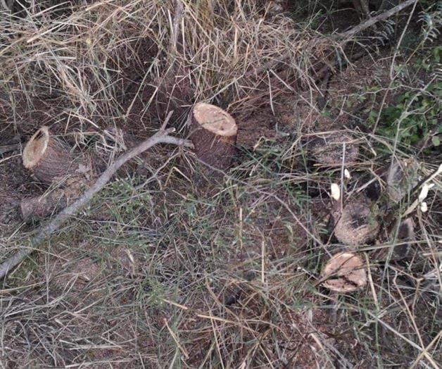 Tala de mezquites sigue sin regularse Tala de mezquites sigue sin regularse