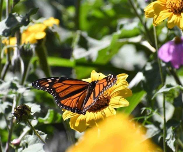 Mariposa monarca con transmisor satelital arriba a Tamaulipas Mariposa monarca con transmisor satelital arriba a Tamaulipas