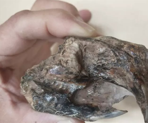 Hallan cráneo de roedor de 700 mil años en Argentina Hallan cráneo de roedor de 700 mil años en Argentina