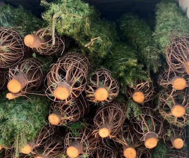 Profepa revisa más de 130 mil árboles de Navidad Profepa revisa más de 130 mil árboles de Navidad