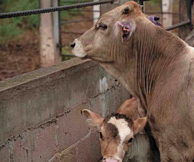 Cierre de fronteras al ganado mexicano contrajo exportación 80%: GCMA Cierre de fronteras al ganado mexicano contrajo exportación 80%: GCMA