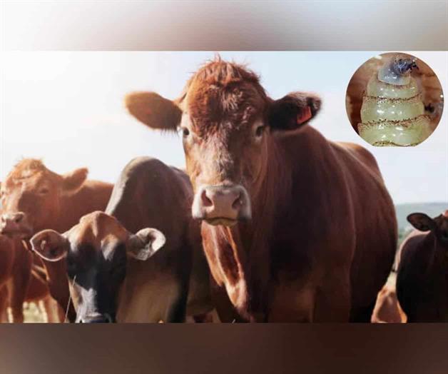 Vigilan 941 casos de gusano barrenador en México a un año del brote Vigilan 941 casos de gusano barrenador en México a un año del brote