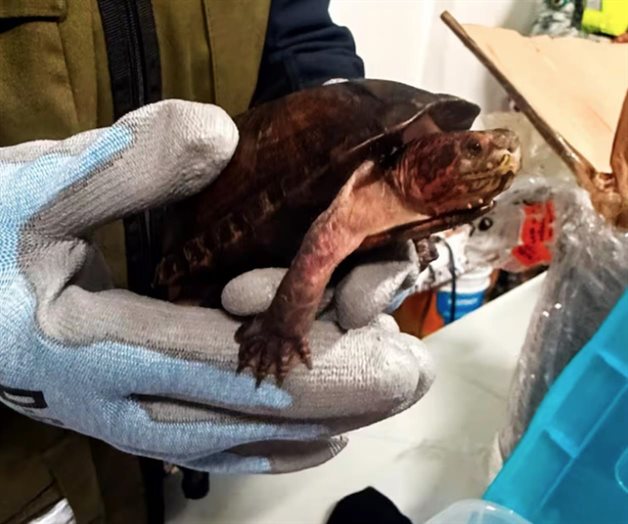 Profepa denuncia caso de 774 tortugas traficadas como cosméticos Profepa denuncia caso de 774 tortugas traficadas como cosméticos