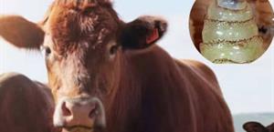 Aumentan casos de gusano barrenador en México Aumentan casos de gusano barrenador en México