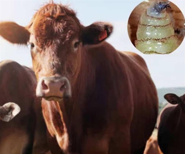 Aumentan casos de gusano barrenador en México Aumentan casos de gusano barrenador en México