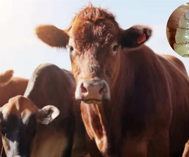 México contiene la plaga del gusano barrenador México contiene la plaga del gusano barrenador