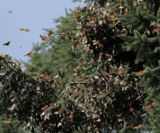 Ramírez Bedolla pide proteger migración de la mariposa monarca Ramírez Bedolla pide proteger migración de la mariposa monarca