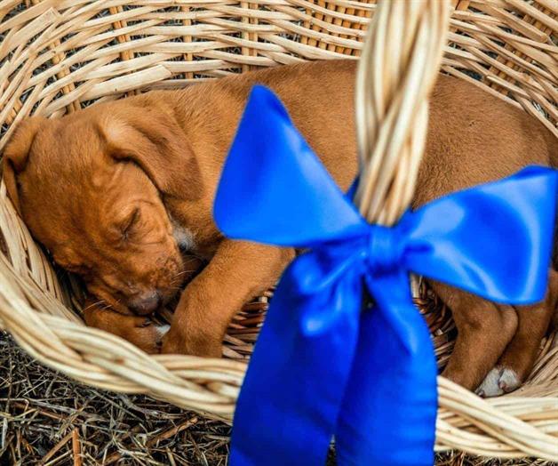 Exhortan a no regalar mascotas en Navidad Exhortan a no regalar mascotas en Navidad