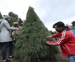 Los mejores lugares para conseguir árboles de Navidad económicos