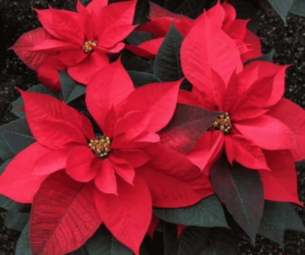 Así puedes cuidar tu flor de nochebuena Así puedes cuidar tu flor de nochebuena