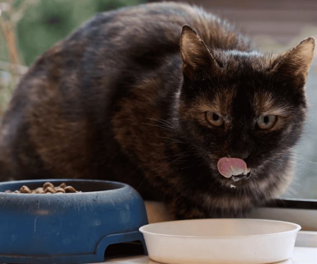 ¿Qué verduras puede comer tu gato? Conoce la lista completa
