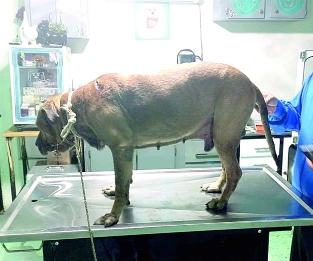 Aumenta el maltrato animal en la ciudad Aumenta el maltrato animal en la ciudad