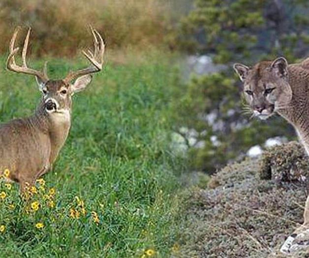 Arranca temporada de caza de venado Arranca temporada de caza de venado