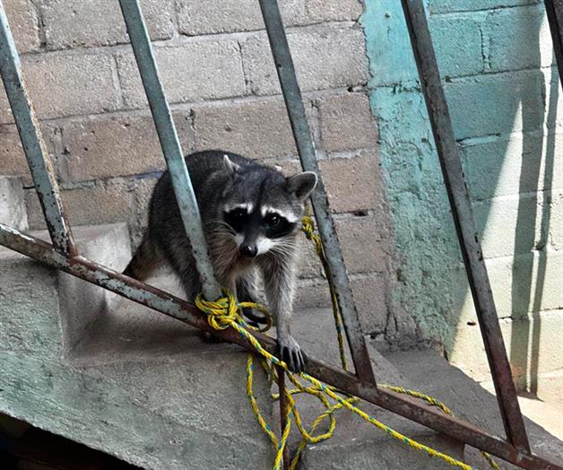 Profepa lanza campaña para no dañar animales silvestres